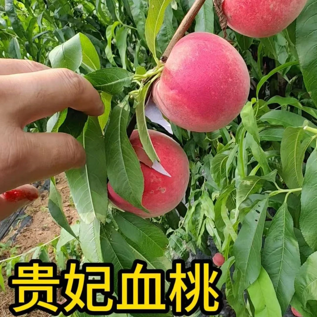 早熟血桃树果苗 血桃树苗 晚熟贵妃血桃嫁接新品种桃树苗当年结果