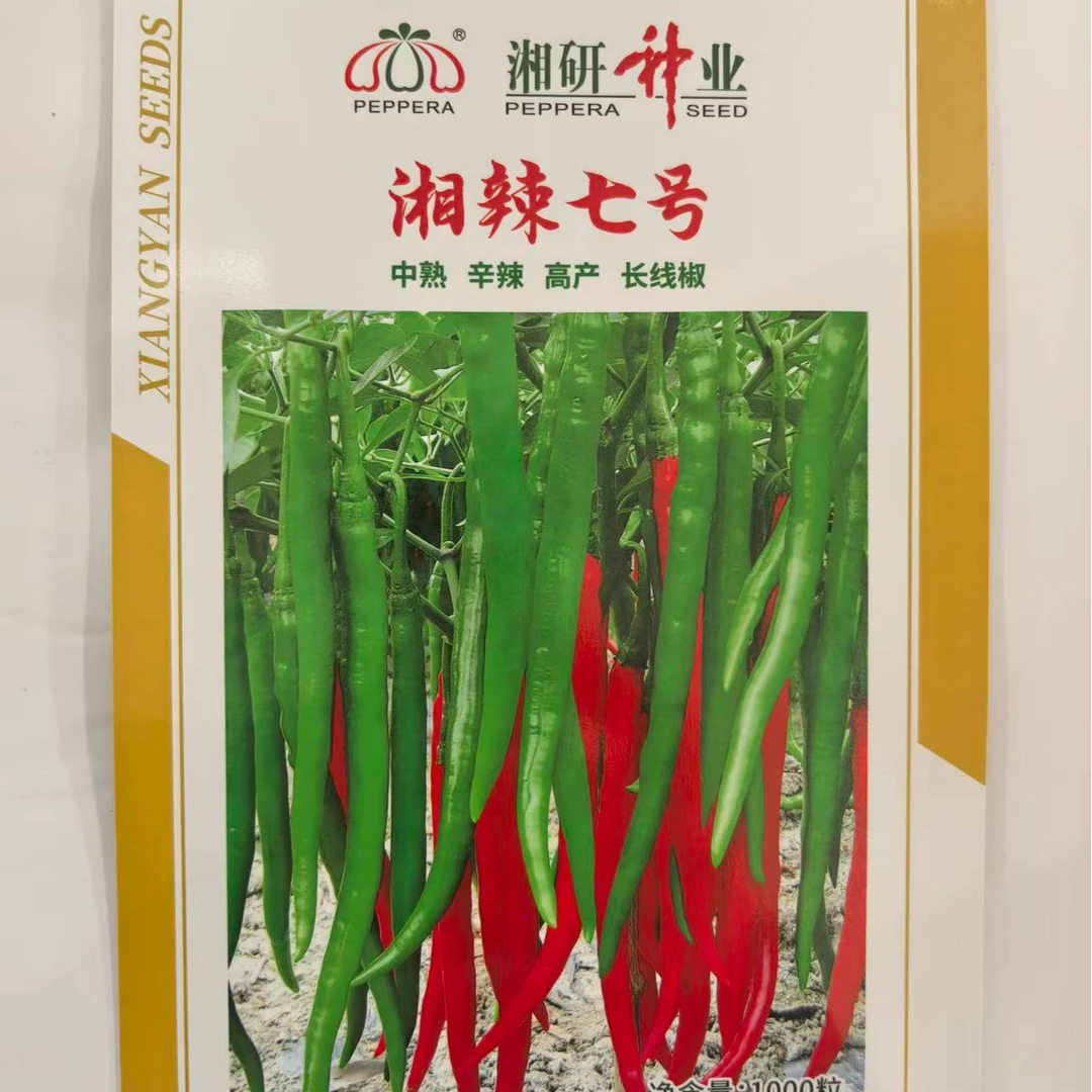湘辣七号辣椒种子中熟长线椒味辣有香味坐果性好综合抗性强