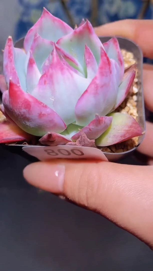 【闪购商品】800惊鸿仙子多肉