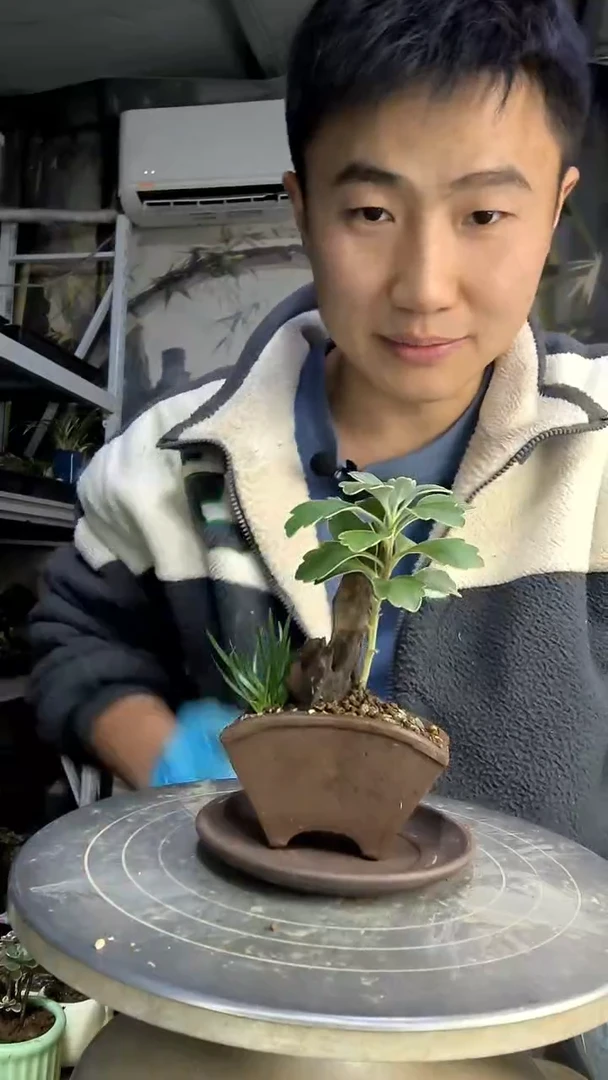 C****e中青园艺一物一拍花23