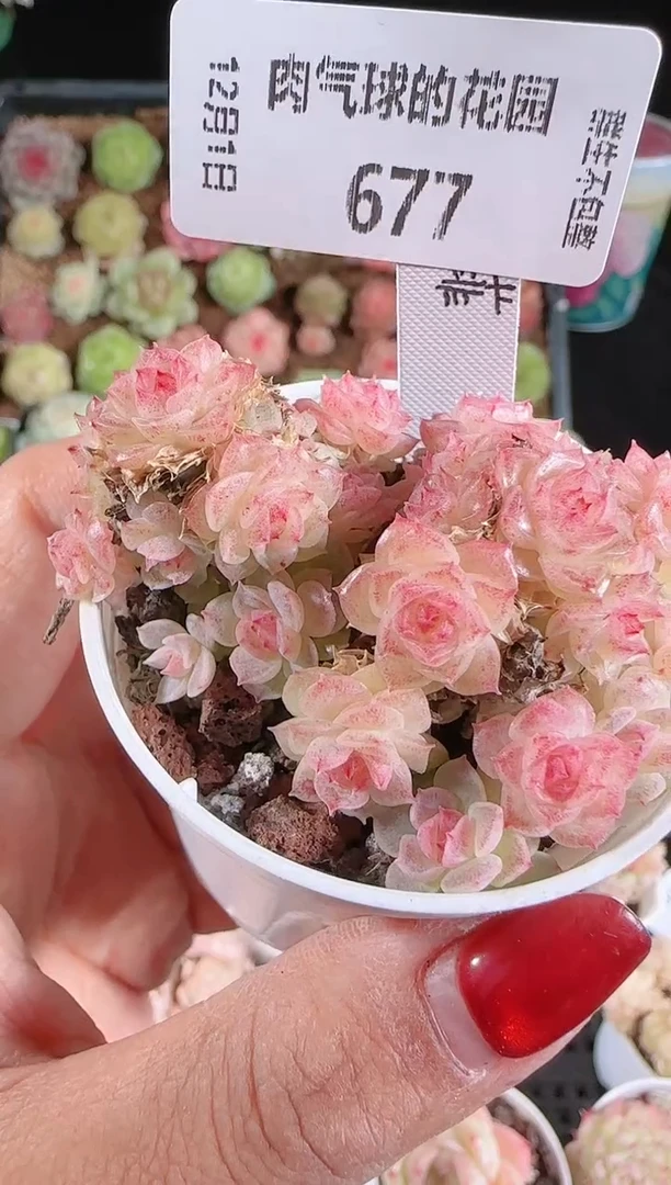 1201-677芳菲多肉群生不包整