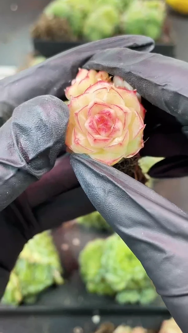 闪购2234  贞德 多肉一颗