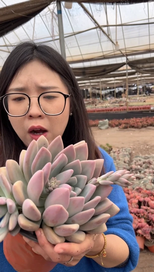 【闪购商品】42-大单头奥普5