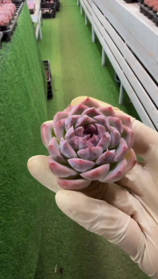 70#秀智单头（4-5cm）脱土