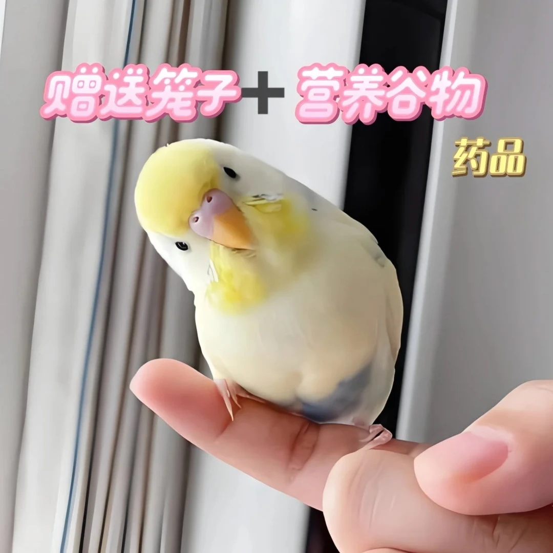 纯正手养大头鹦鹉亲人粘人家养手养散养观赏鸟