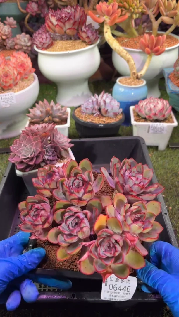 【闪购商品】06446