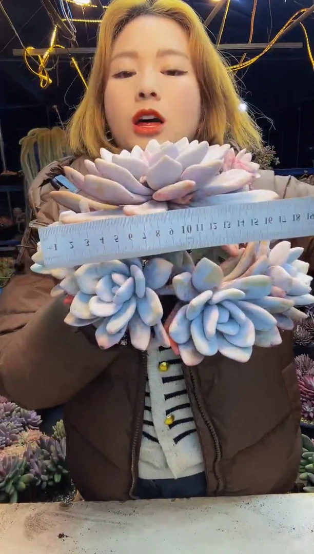 粉兔大群脱土包邮