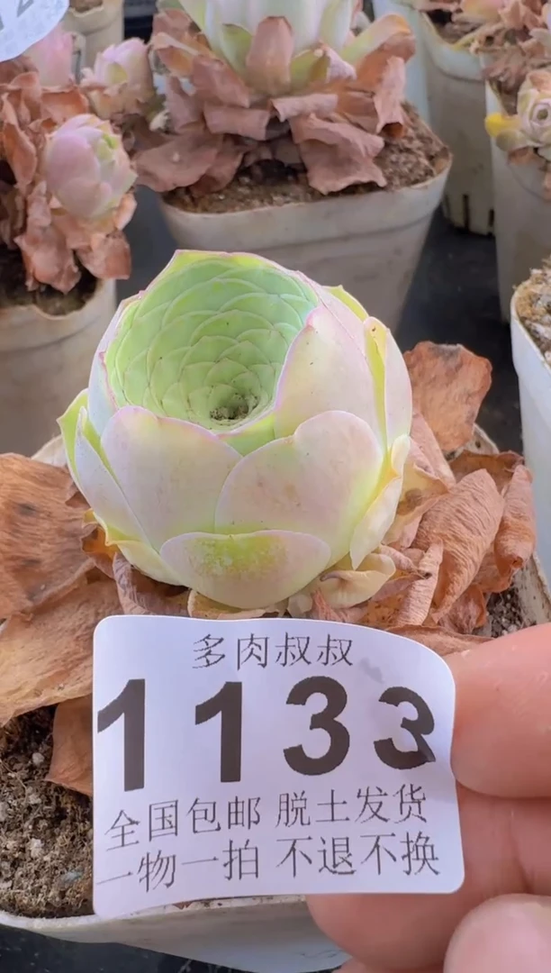山地玫瑰凤凰--1133