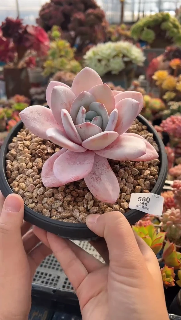 ?***?580              不带盆