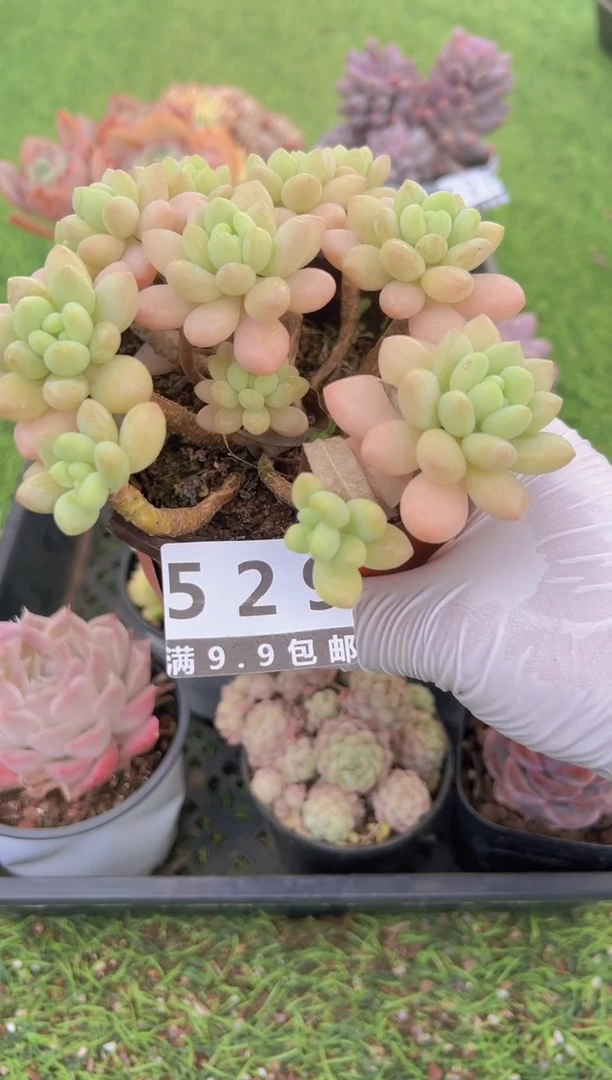 【闪购商品】信福多肉一物一拍