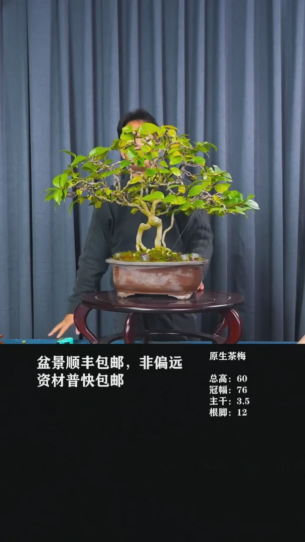 原生茶梅品种未知-CC18