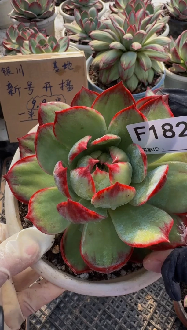 F182惊鸿仙子（裸根发货）（软）