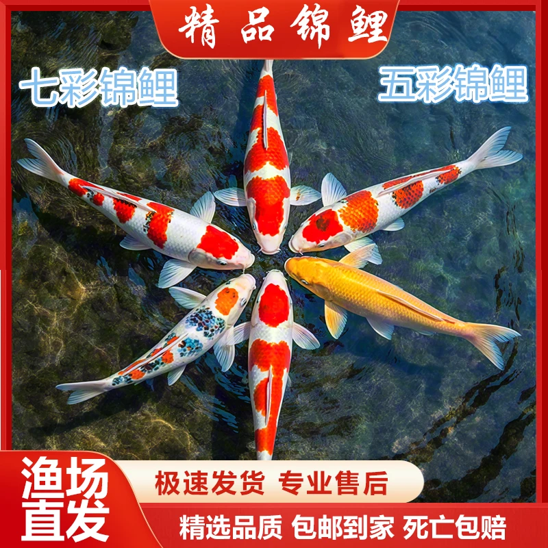 【七星】10-13cm红草2白金2黑2德1共七条锦鲤冷水观赏鱼好养耐活
