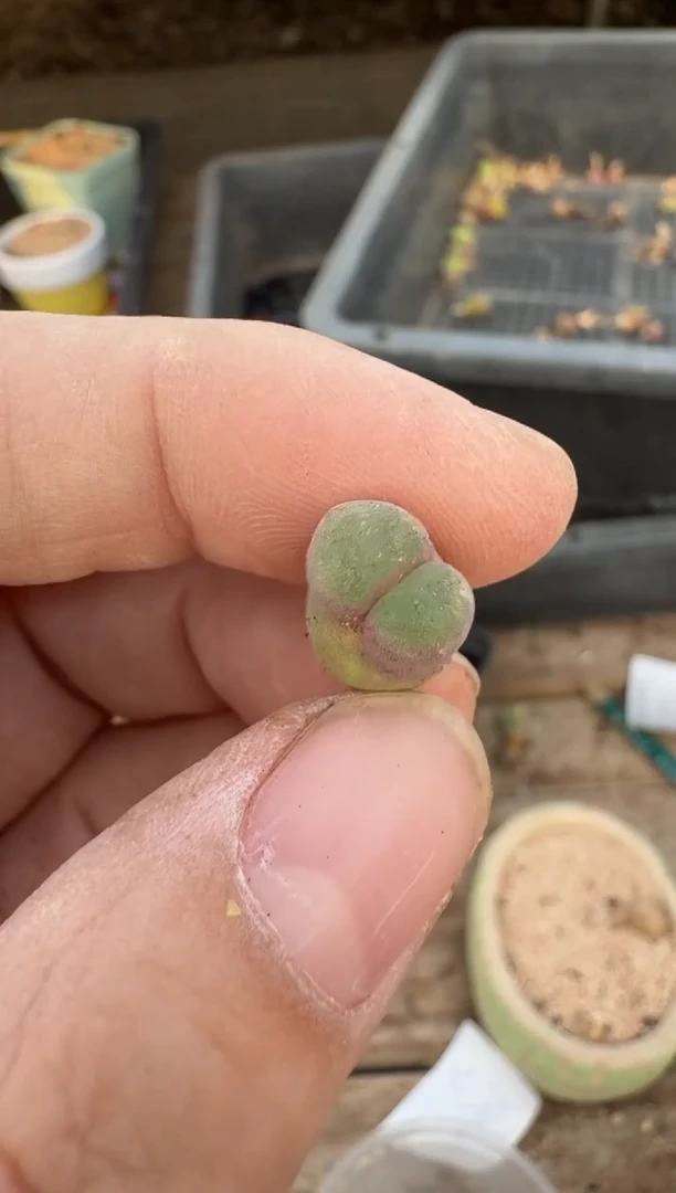 美丽的肉石头19-877