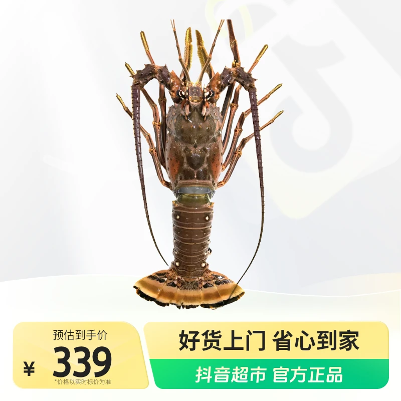 海朴大西洋岩龙虾礼盒装2.5斤多规格可选