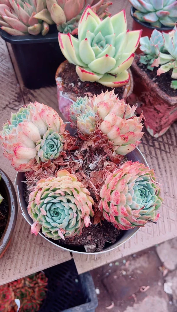 小*明07174多肉植物一物一拍