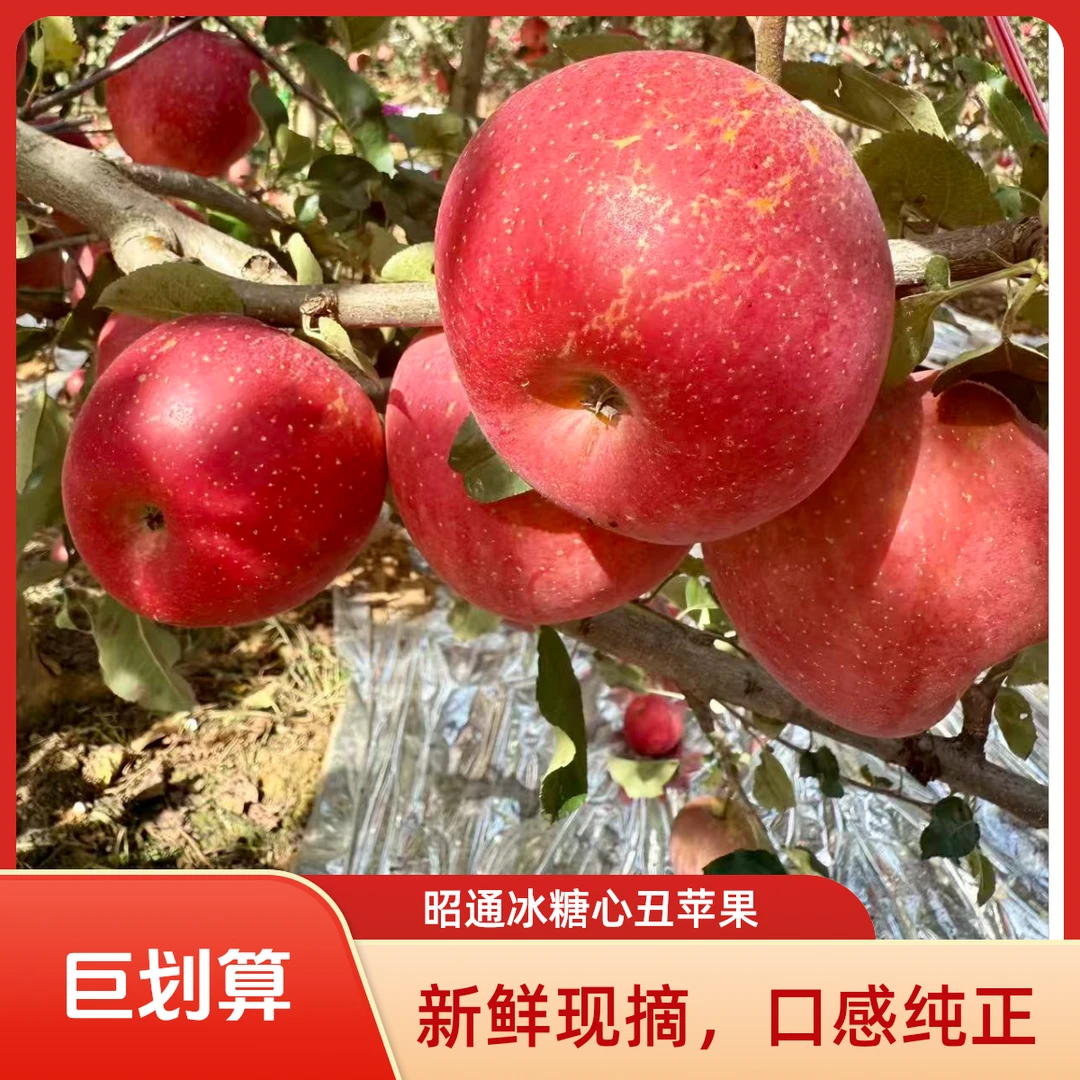 周周家正宗云南昭通红富士冰糖心丑苹果甜苹果现摘先发当季