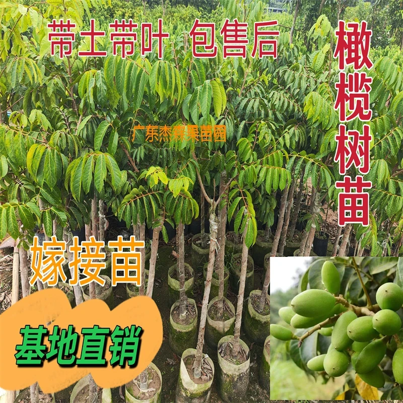 广东潮汕橄榄果树苗三棱橄榄树甜种青橄榄金玉三捻橄榄苗乌橄榄苗