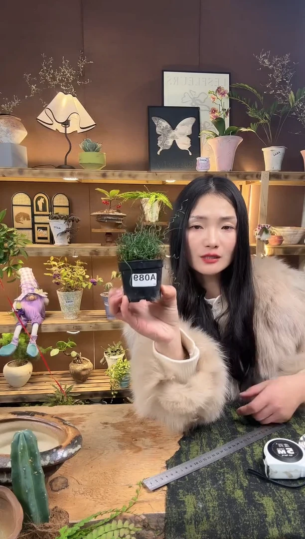 无花朵089姬弹簧草育苗盆