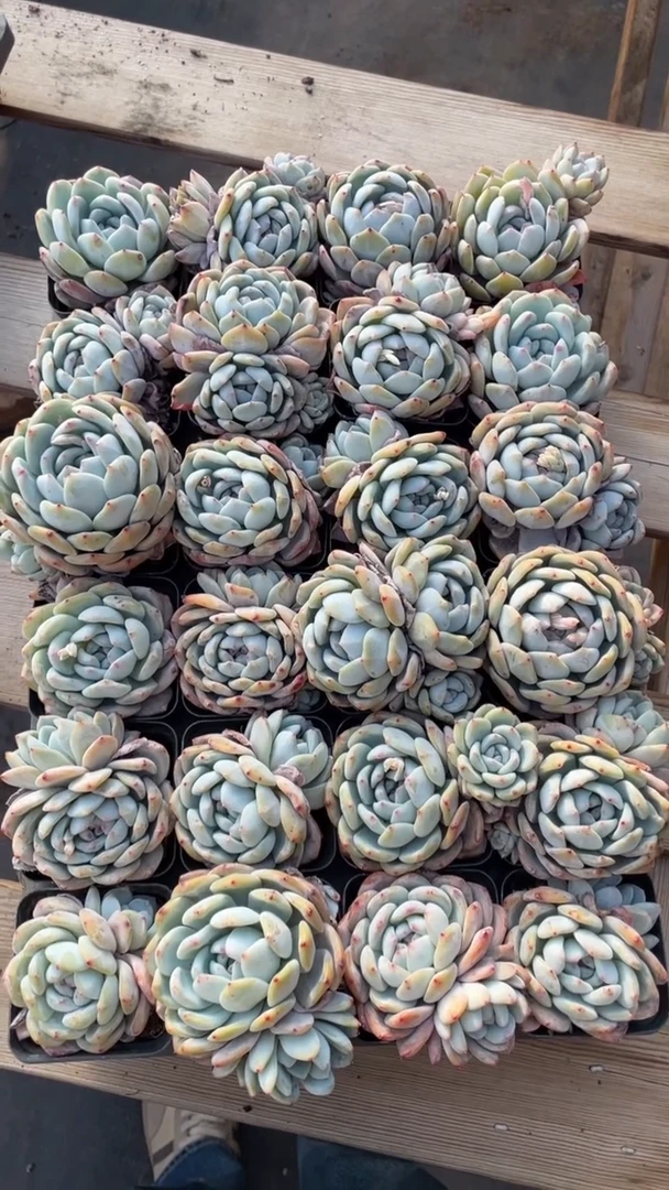 【闪购商品】7方盆橙梦露单双头12颗