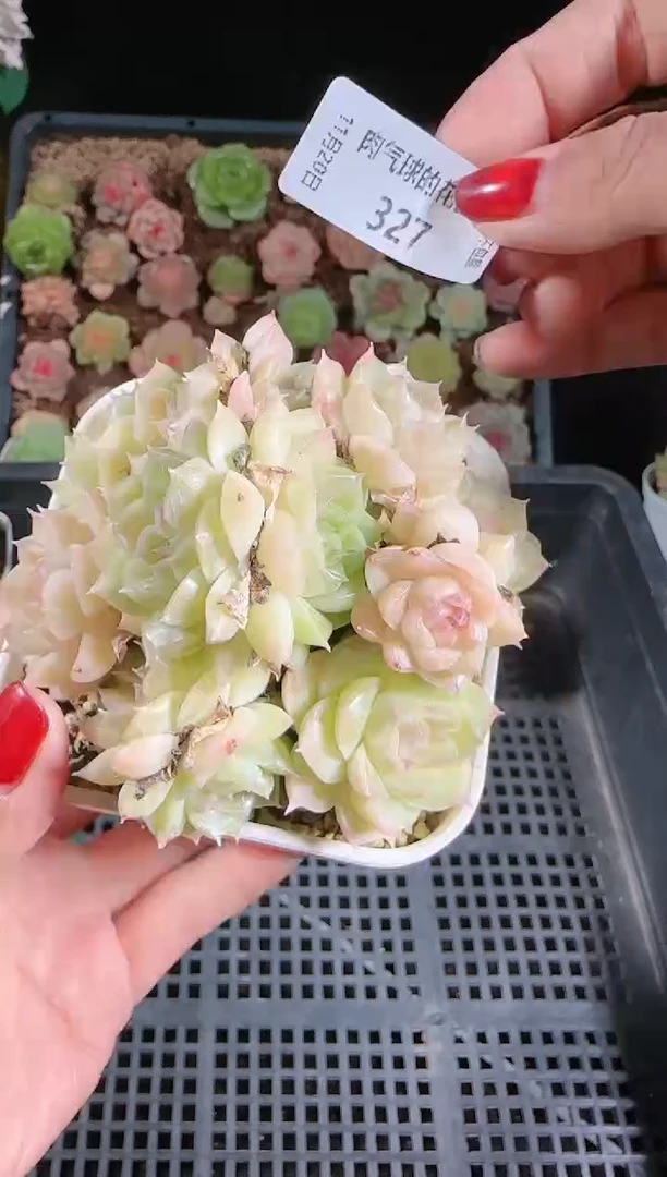 1120-327群生不包整