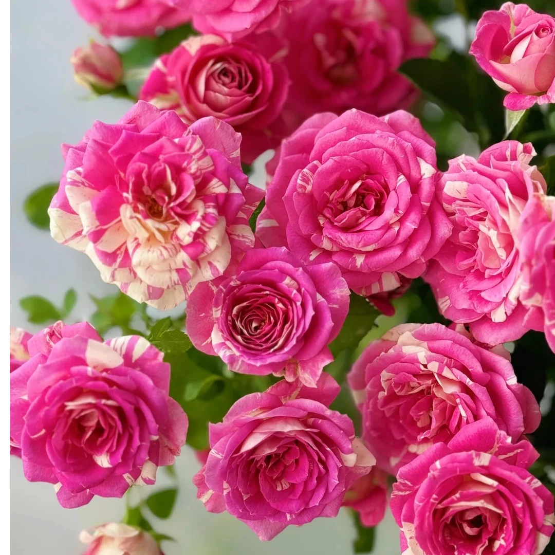 蓬蓬裙礼花多头玫瑰-家养鲜花云南基地直发-