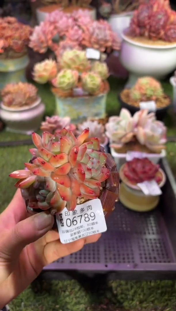 【闪购商品】06789脱土带盆