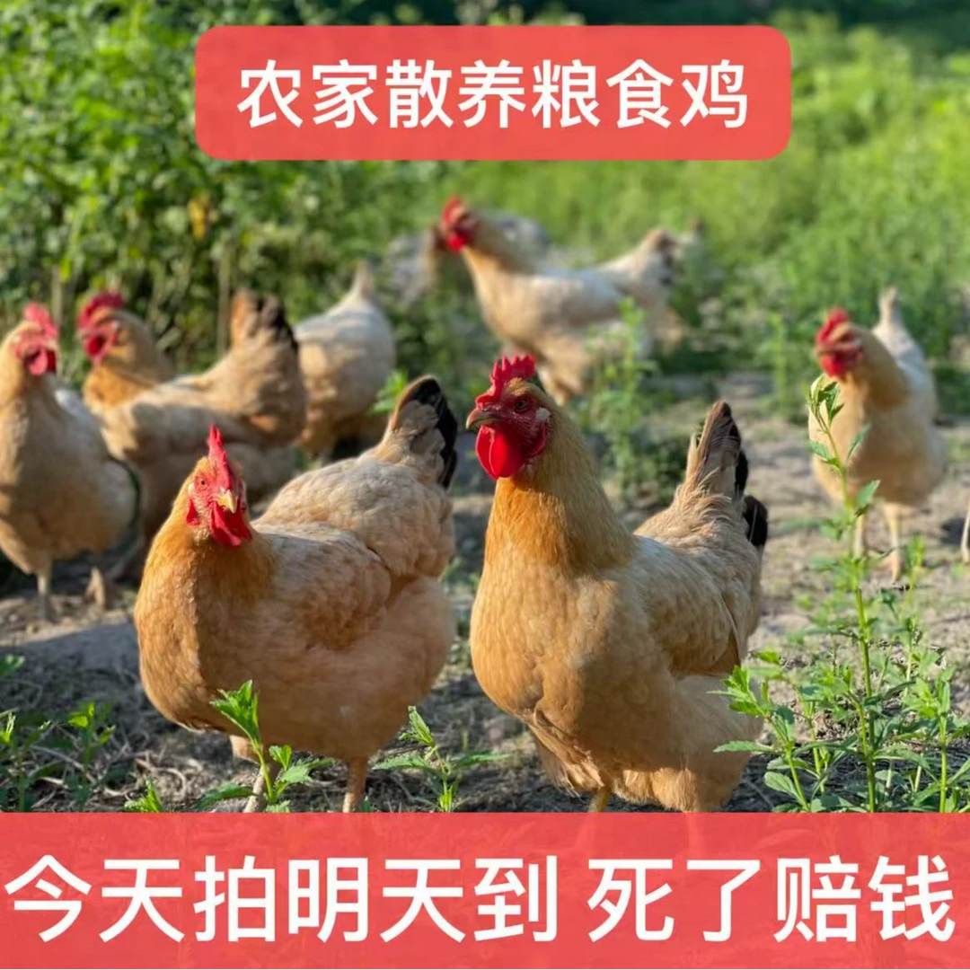 农村散养土鸡正宗一斤半粮食鸡【到手6只】