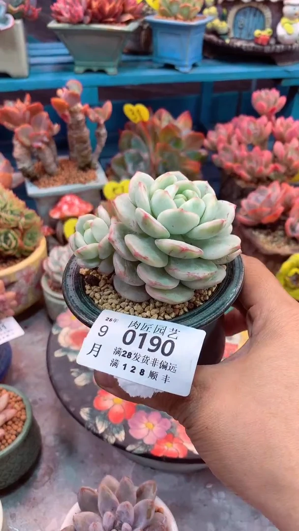 ?****留0190一物一拍