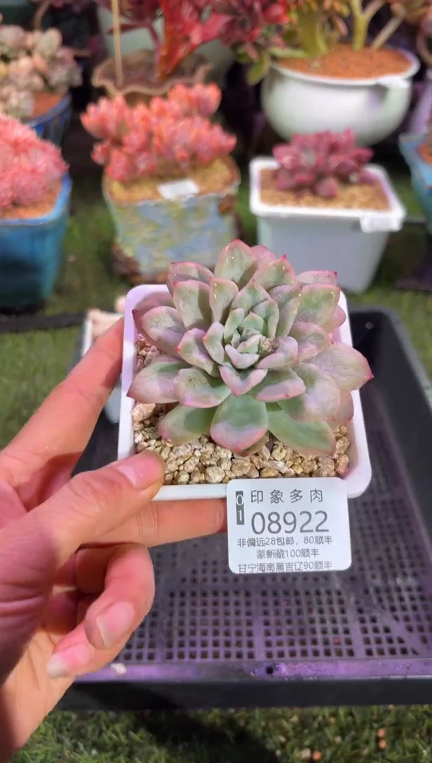 【闪购商品】08922