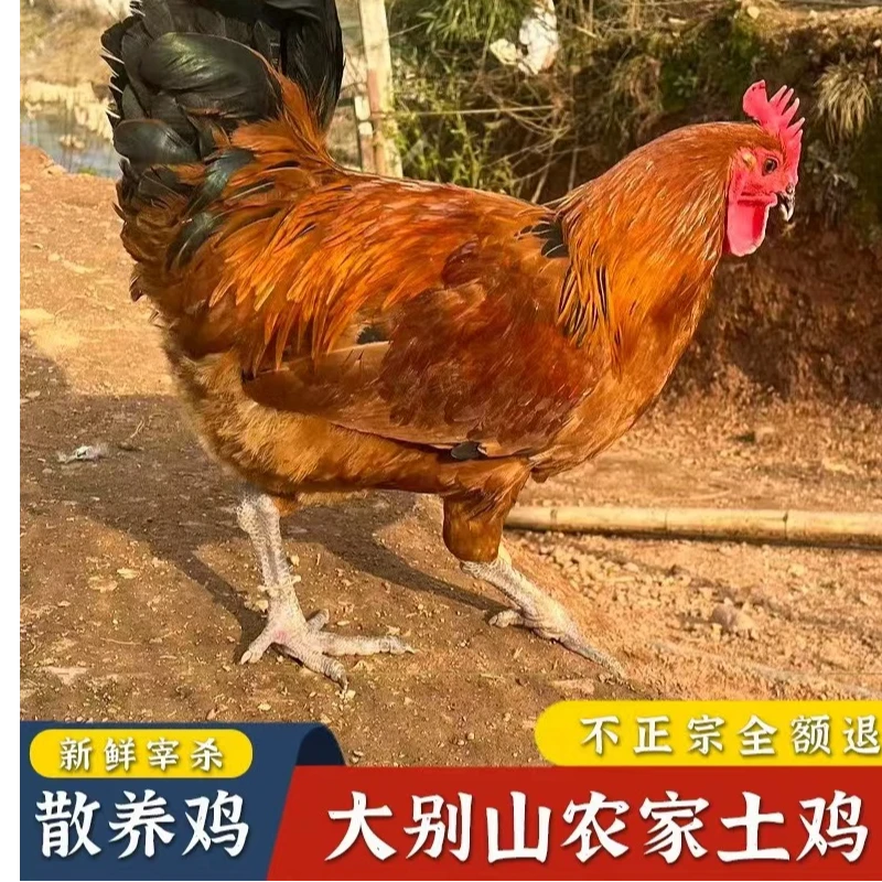 【散养老公鸡称重】亿众源户外大山放养大公鸡现拍现处理七五杀味美