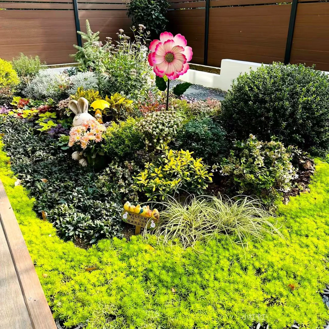 【佛甲草】花园必备套庭院阳台小花园植物