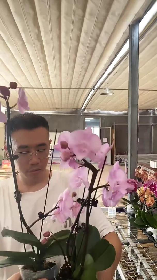 完全开放瑕疵小王子1棵