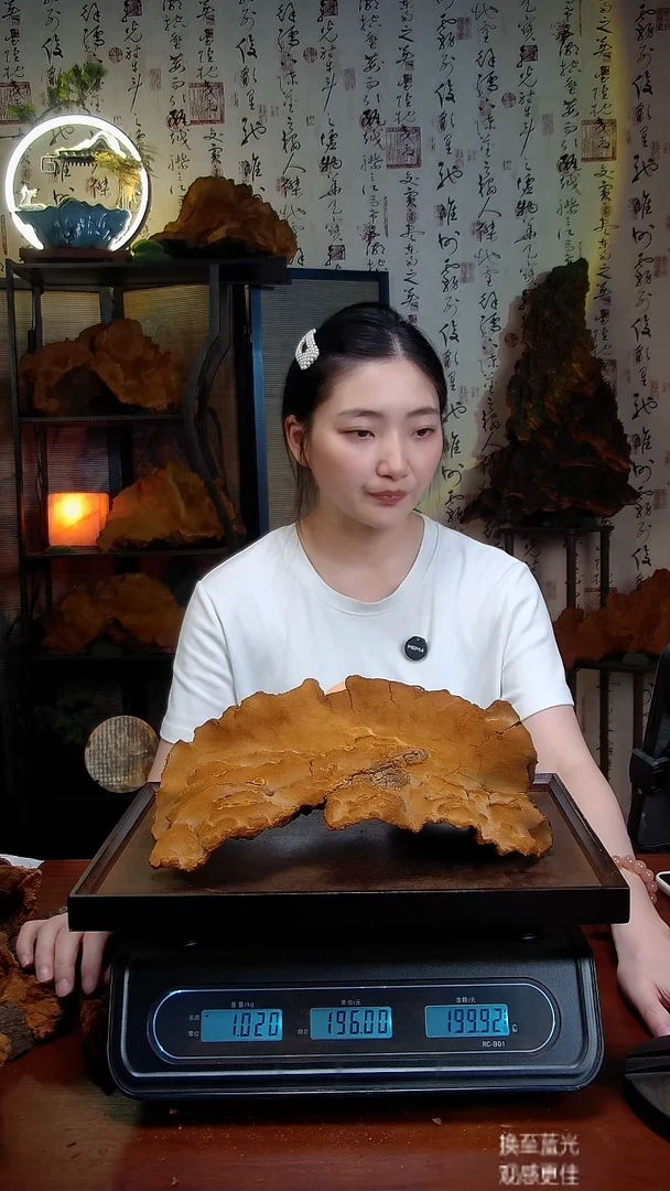 松针层孔菌中国大陆【藏区】松树桑黄（2.03斤）30-40年份