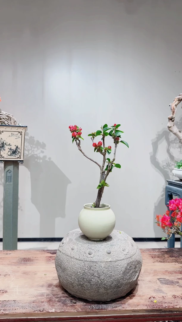 巴特夫人三角梅三角梅