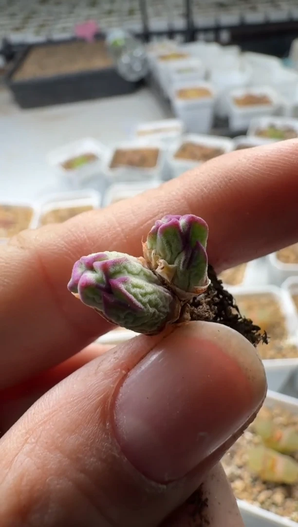 【闪购商品】5-188