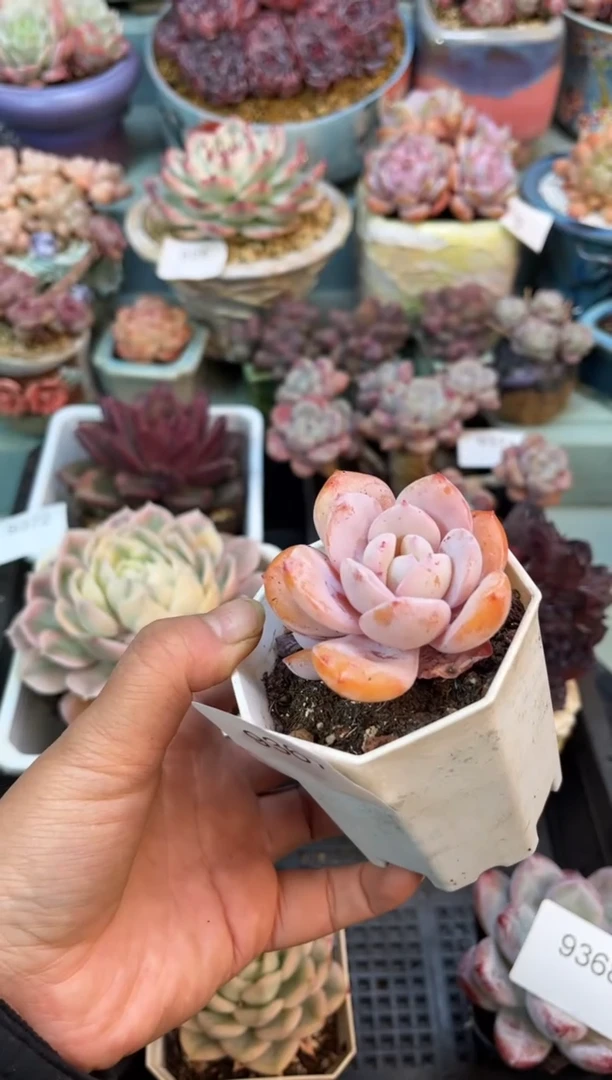 花*9367单头奶茶多肉