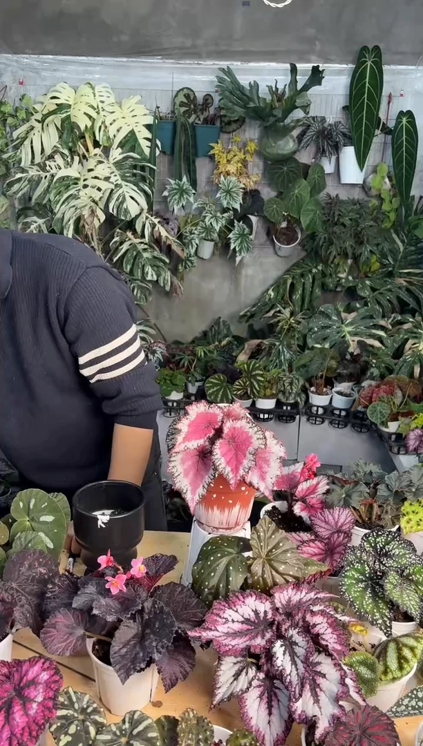 完全开放二月秋海棠