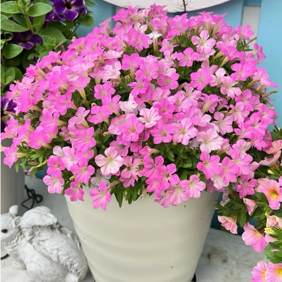 网红拇指牵牛花索菲尼亚盆栽室内阳台庭院精品耐热容易爆花绿植