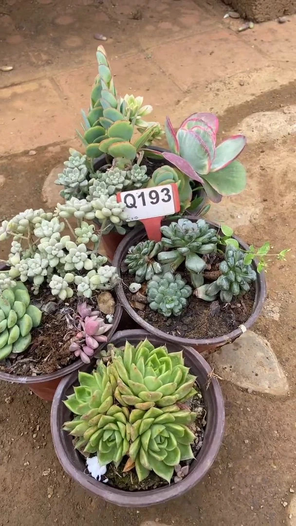 Q193多肉组合默认脱土发货