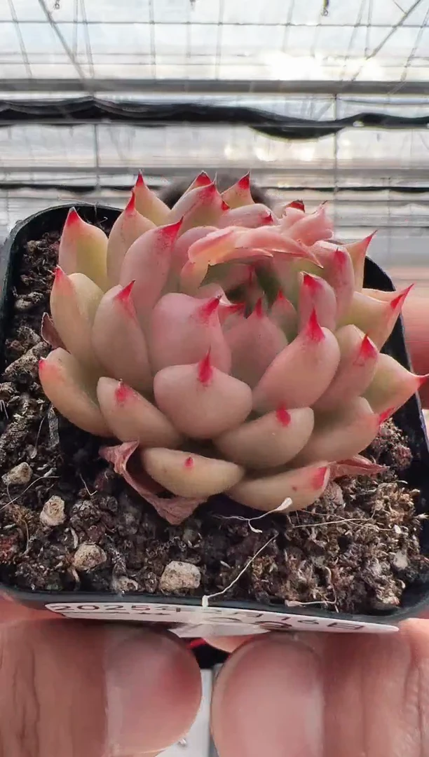 【闪购商品】琉璃梦-8