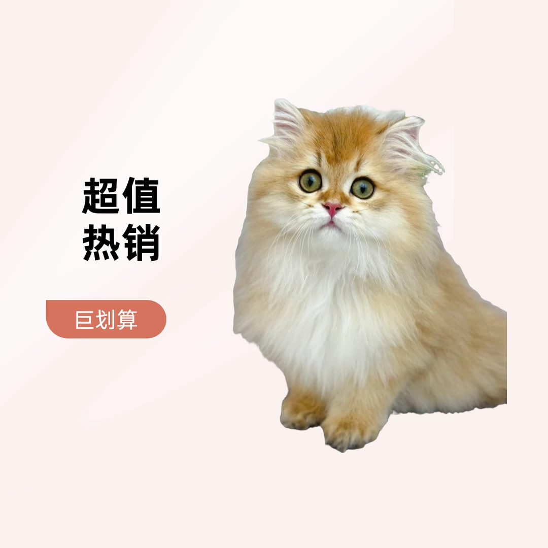 【玛丽】猫咪上门选购链接