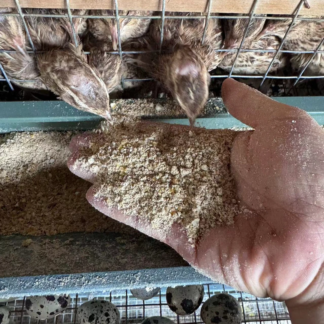 产蛋饲料鹌鹑包邮到家
