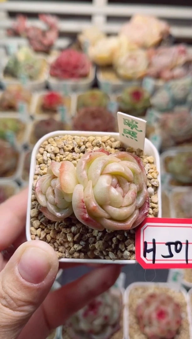 【闪购商品】H501晚照一物一拍