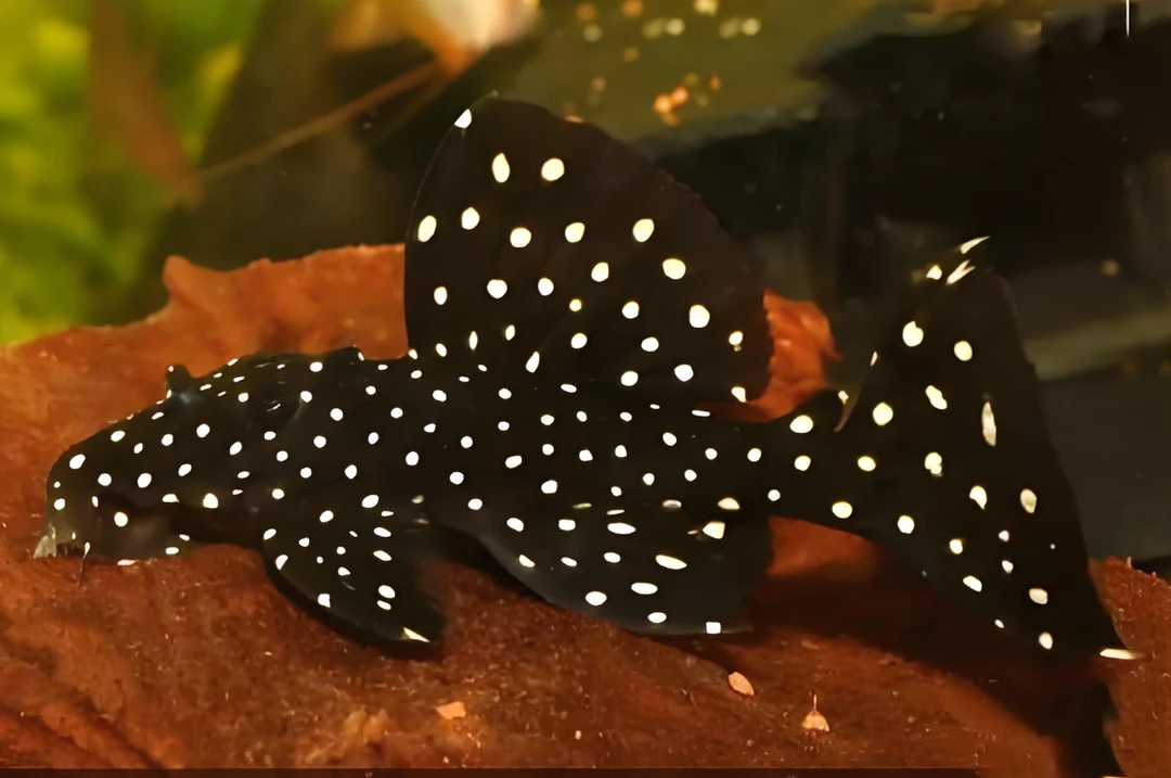 【宗介的鱼塘】L240黑白双星异型鱼