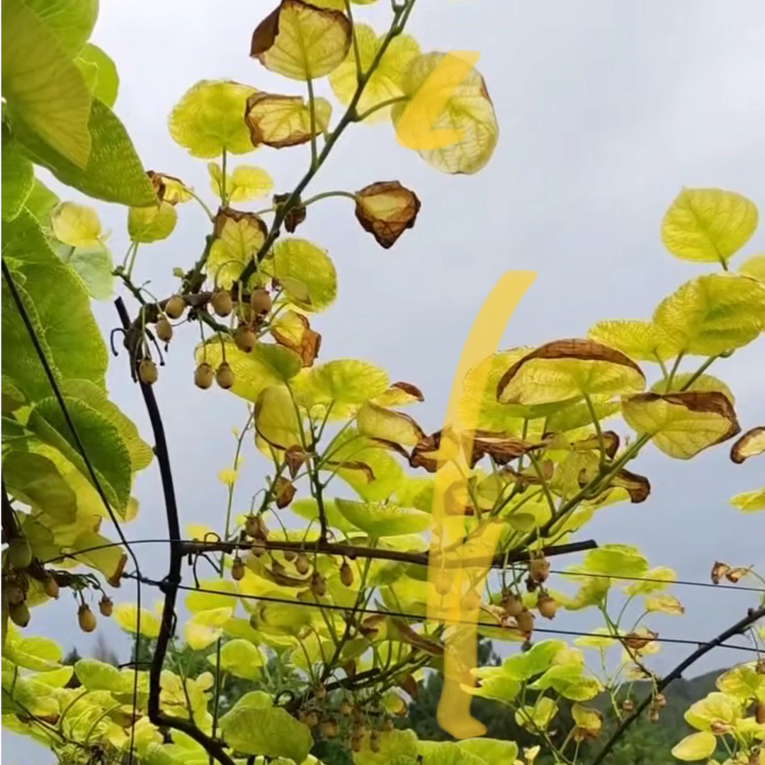 【阿明自用】缺铁性黄化韦科多铁螯合铁1kg装