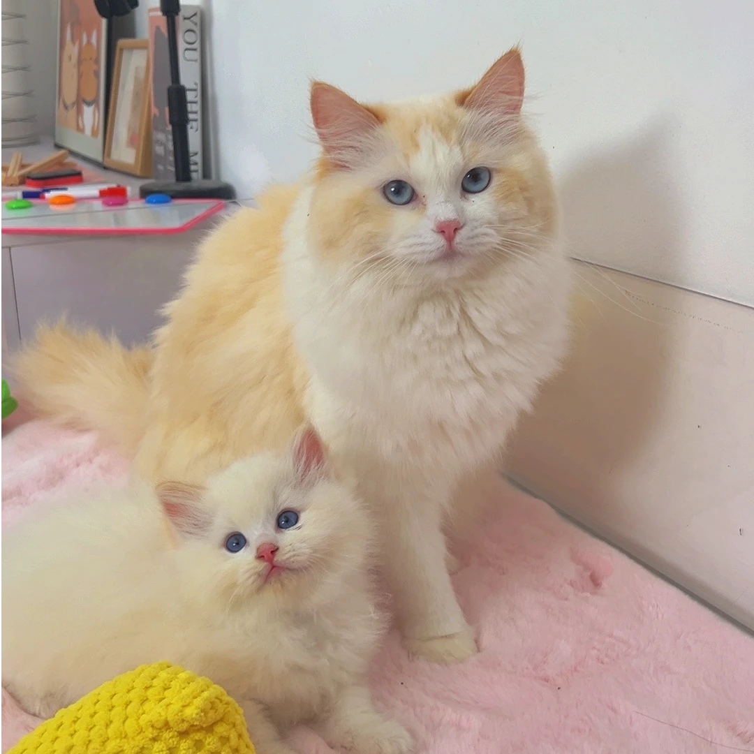 【仙女猫猫舍】火焰色布偶猫纯种长毛稀有色布偶幼猫【猫咪活体】