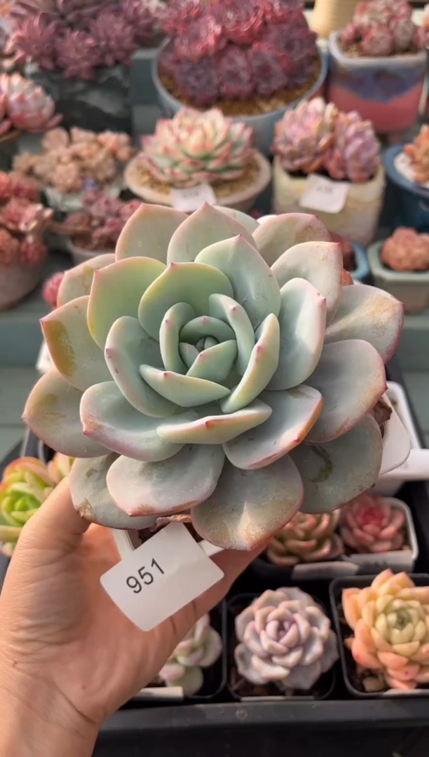 刺*951单头奶茶多肉