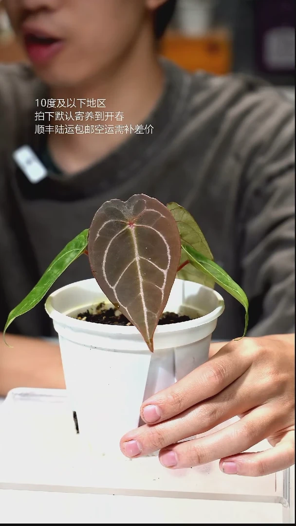 完全开放08-绯月01