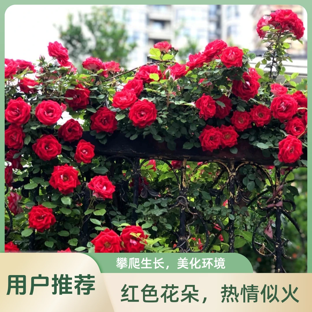 小女孩爬藤月季大苗四季开花1.5米